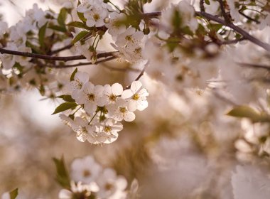 beyaz çiçekler dalda açan