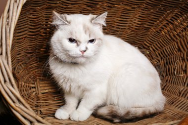 Sepet içinde beyaz kedi sitaing