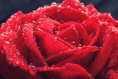Rose çiy damlaları