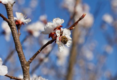 Beyaz kiraz çiçeklerinin üzerinde arı var.