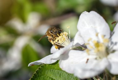 Kiraz çiçekleri bal arısı, yakın çekim