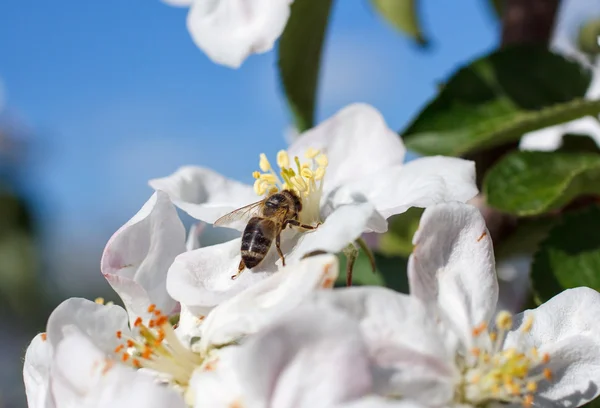 Bin på en blomma av vita körsbärsblommor — Stockfoto