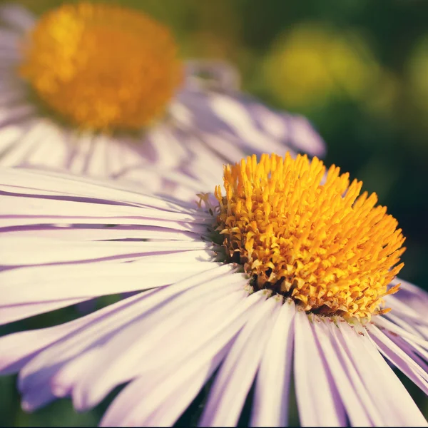 Pink daisy blomman — Stockfoto