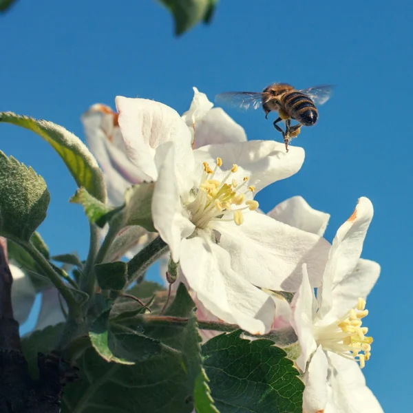Ape su un fiore dei fiori ciliegio bianchi — Foto Stock