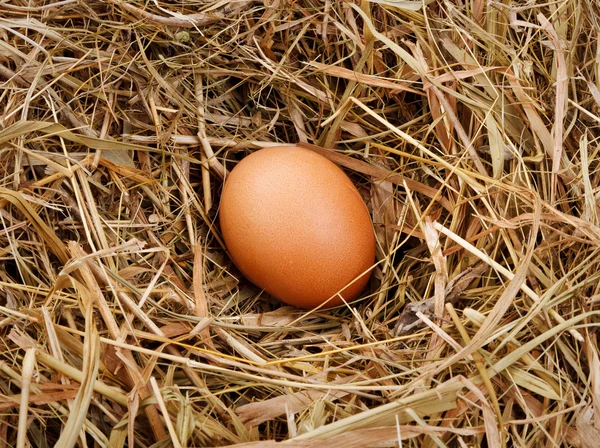 Egg in the nest — Stock Photo, Image