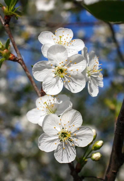 White flowers blooming on branch — Stock Photo, Image