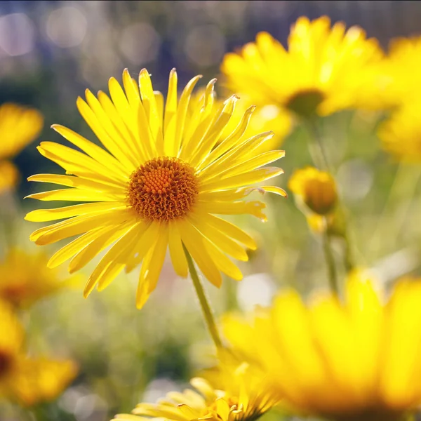 Gele bloemen bloeien in de lente — Stockfoto