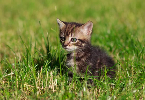 Randiga katten sitter i gräset — Stockfoto