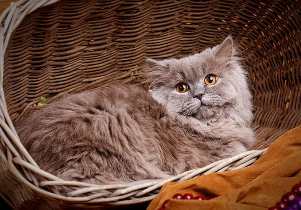 Grijze kat met gele ogen op een houten mand — Stockfoto