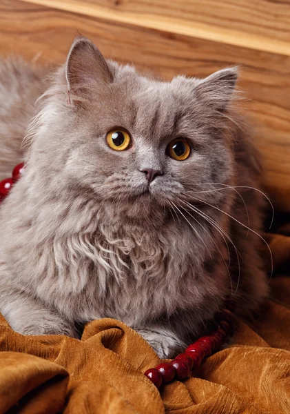 Gatto grigio con occhi gialli isolato su uno sfondo di legno — Foto Stock