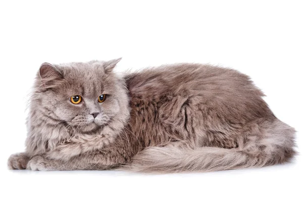 Gatto grigio con occhi gialli su sfondo bianco — Foto Stock