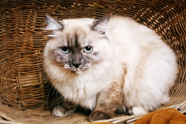 Gato gris en una cesta de madera — Foto de Stock
