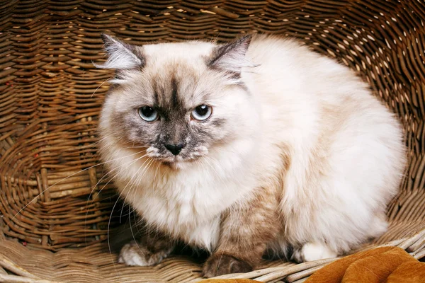 Grijze kat in een houten mand — Stockfoto