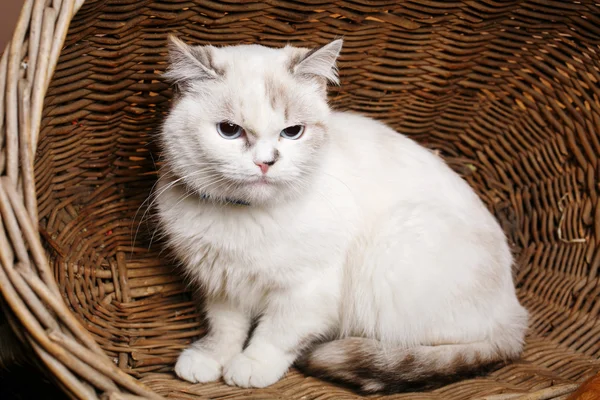 Witte kat sitaing in de mand — Stockfoto