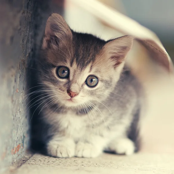 Kleine schattige kitten plaatsing buitenshuis — Stockfoto