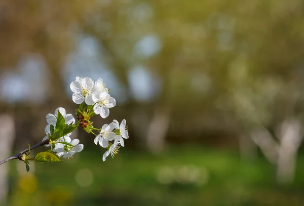 Vita blommor som blommar på gren — Stockfoto