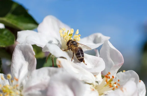 Ape su un fiore dei fiori ciliegio bianchi — Foto Stock