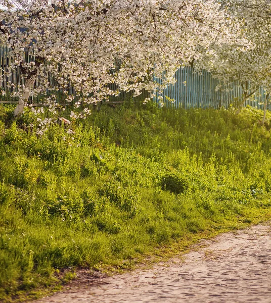 Weiße Blumen blühen auf Zweigen — Stockfoto