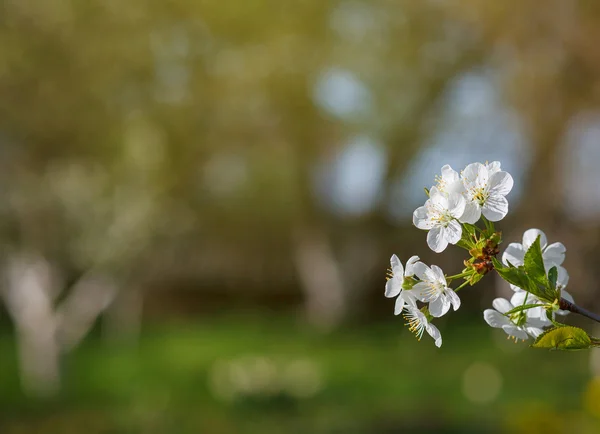 Vita blommor som blommar på gren — Stockfoto