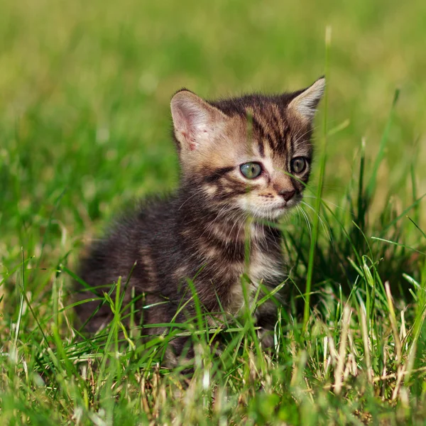 Gestreepte kat zit in het gras — Stockfoto