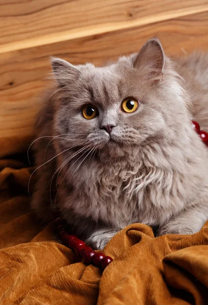 Gato gris con ojos amarillos aislados sobre un fondo de madera — Foto de Stock