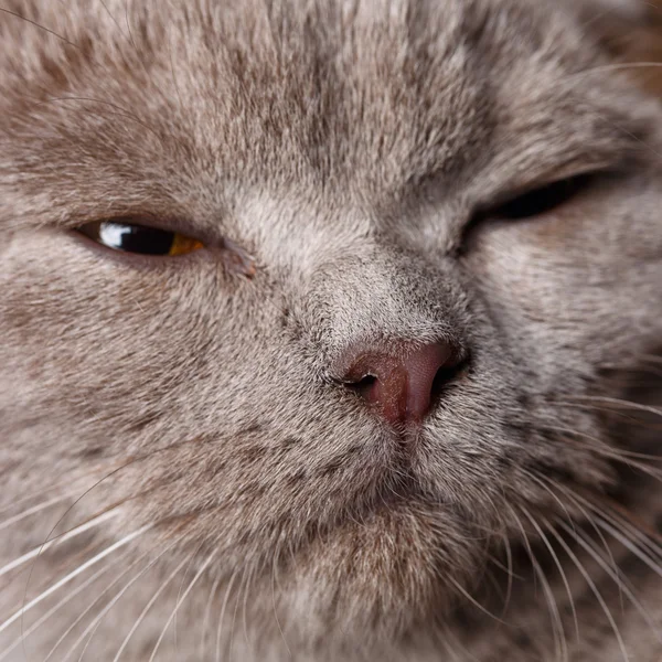 Ritratto di gatto grigio con occhi gialli Piega scozzese — Foto Stock