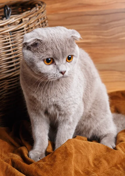 Gato gris con ojos amarillos escocés Doble — Foto de Stock