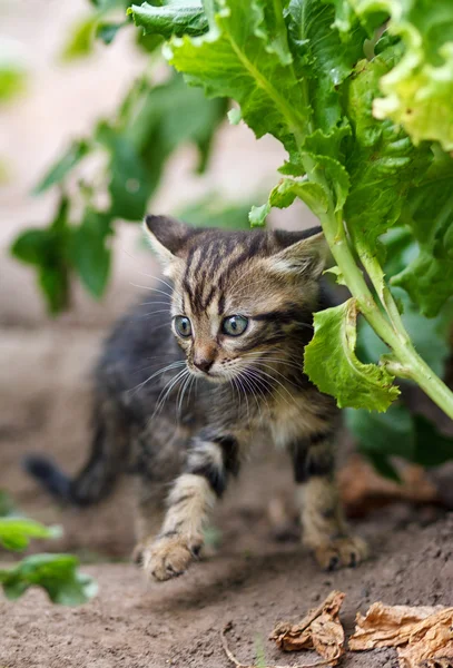 Kleines Kätzchen spaziert durch den Garten — Stockfoto