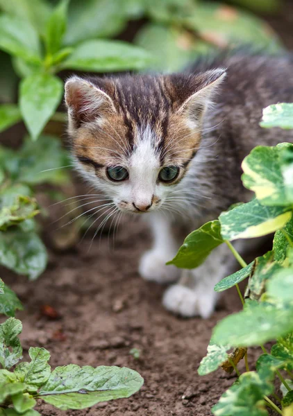 Kleines Kätzchen spaziert durch den Garten — Stockfoto