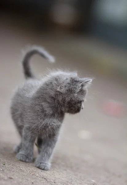 Grå kattunge promenader — Stockfoto