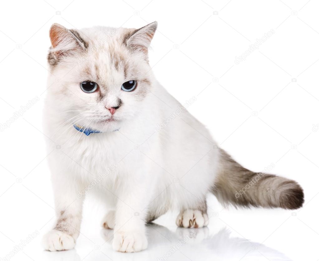 Chat Mignon Blanc Sur Fond Blanc Photographie Serkucher