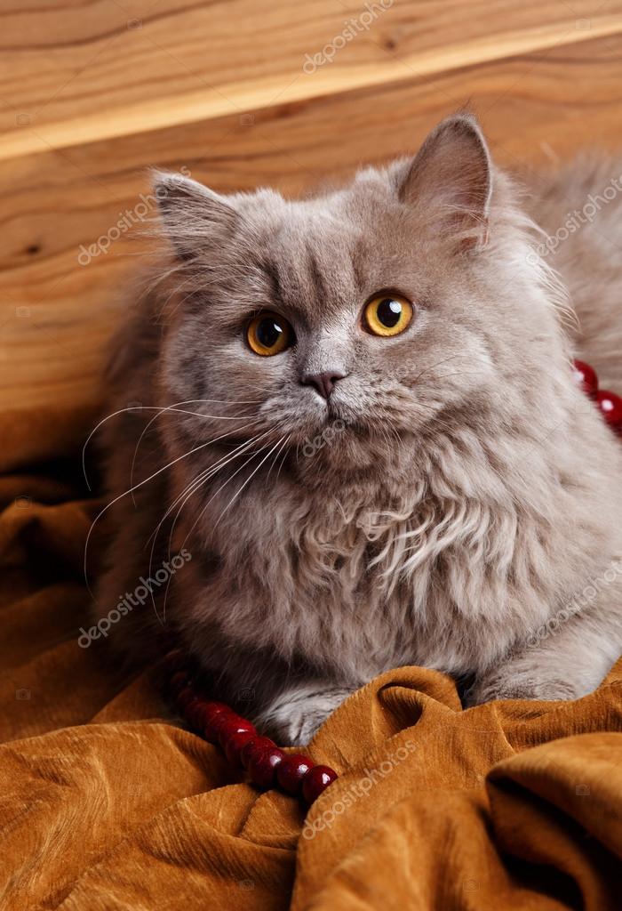 Gray Cat With Yellow Eyes Isolated On A Wooden Background Stock Photo Image By C Serkucher Gray Cat With Yellow Eyes Isolated On A Wooden Background Stock Photo Image By C Serkucher
