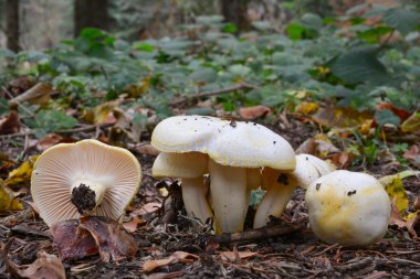 Hygrophorus chrysodon mantar