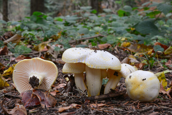Hygrophorus chrysodon mushrooms