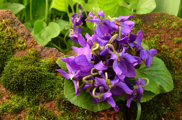 Frescas violetas primavera de perto — Fotografia de Stock