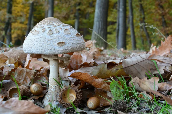 Personnel d'automne dans la forêt de chênes — Photo