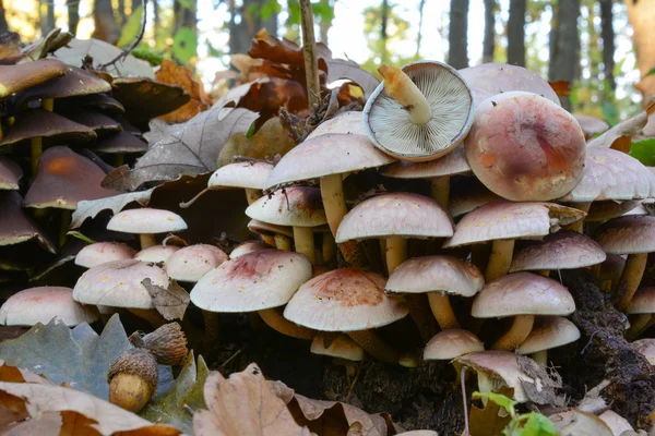 Las setas del mechón de ladrillo se acercan — Foto de Stock