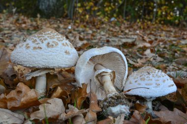 Üç Macrolepiota excoriata mantar