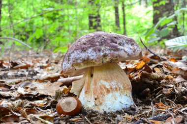 Ormanda genç çam bolete