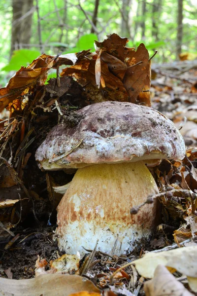 Pine boleet onder bos mulch, verticale afdrukstand — Stockfoto