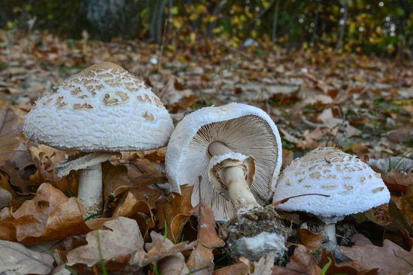 三个 Macrolepiota excoriata 蘑菇 图库图片