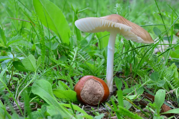 Higrocybe Zinası Doğal Habitatta Dünya Balmumu Mantarı Dağ Çayırı Buharın — Stok fotoğraf