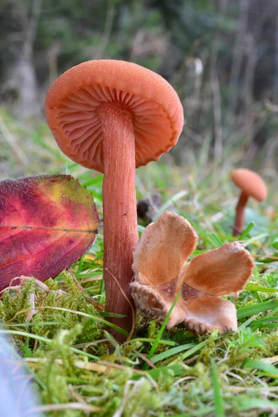 Enda Exemplar Laccaria Laccata Eller Vaxartad Laccaria Svamp Förgrunden Och — Stockfoto