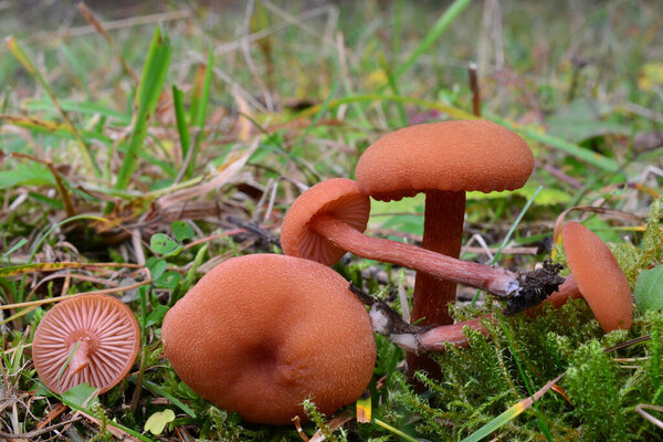 Five nice specimen of Laccaria laccata or Waxy laccaria mushrooms, edible and delicious, but very small, shot in natural habitat, all sides visible, horizontal orientation