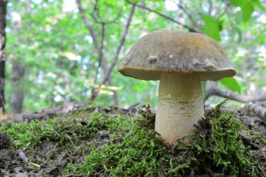 Boletus aereus 'un tek bir örneği, koyu sepet ya da bronz bolet, Boletaceae ailesinde çok değerli ve çok aranan bir mantar, doğal habitat meşe ormanı, yatay yönelim, kopyalama alanı