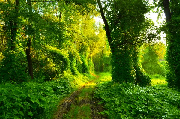 Matschige Straße — Stockfoto