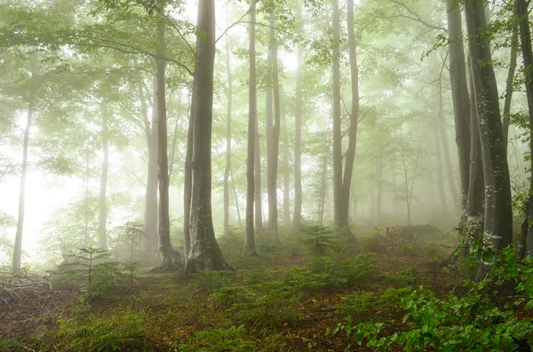 Foggy forest — Stockfoto