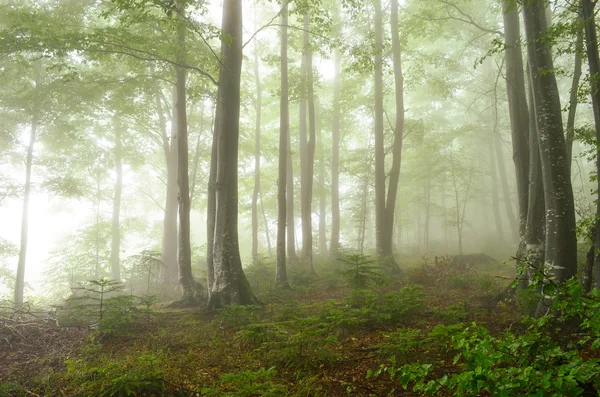 Nebelwald — Stockfoto