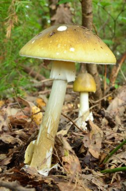 deathcap mantar
