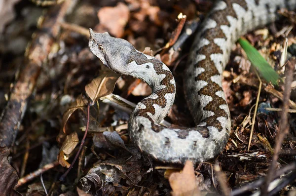 Vipera ammodytes — Stock Photo, Image